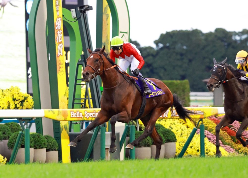 Going to Sky, winner of the 2026 Kikuka Sho. Original photo by Kosuke Ishiyu. Original link: https://en.netkeiba.com//news/news_detail.html?id=4329.